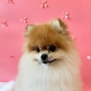 귀엽꾸멍 이미지