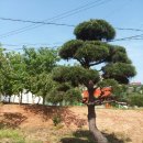 황등1농장 네이버블로그
