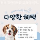 천안 강아지분양 고양이분양 파라다이스펫본점 네이버블로그