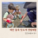 서해로1L | 태안 진산리어촌계 갯벌체험장 후기 동죽 맛조개 잡기 준비물