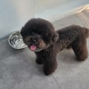 벨라 펫샵 이미지