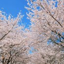 응천공원 | 충청도 벚꽃축제 충북 벚꽃 명소 음성 응천십리벚꽃길축제 벚꽃터널 드라이브 코스로 가기좋은 봄꽃...