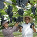 이미개 농장 이미지