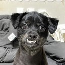 베베드시앙 이미지