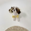 모델독켄넬 이미지