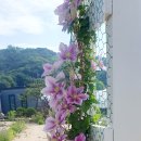 매일고추상회