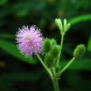 9월 10일의 꽃은 '미모사 (Sensitive plant)' 이미지