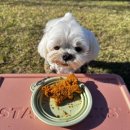 찹찹 펫푸드 이미지