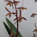 꽃보다 보세 이미지