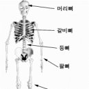 우리 몸의 뼈 이미지