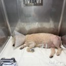 유앤아이동물병원 이미지