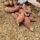 용인자동차공업(주) | 용인 포레스트 벨