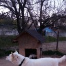 진도개사랑 이미지