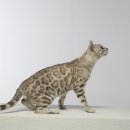 나무타는고양이 구경하는강아지 이미지