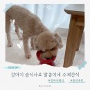 알콩이네 | 강아지 습식사료 후기 알콩이네 수제간식 화식 기호성좋은사료