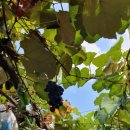 미나네 새우젓 상회 이미지