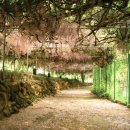 등나무집민박 이미지