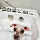 플란다스의개 사직점 이미지