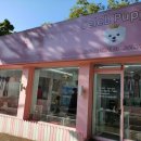 셀럽퍼피 이미지