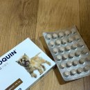 스몰플러스 | 강아지 관절영양제 사이노퀸 스몰 브리드 타블릿 내돈내산 후기