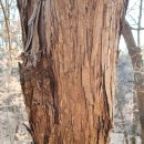 바지랑대 | [이종민의 나무오디세이] 노간주나무, 줄기는 코뚜레로 열매는 진의 원료로