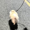 롯데리아 아중점 | 다섯째쥐🐭 - 10월엔 생일이 있쥐