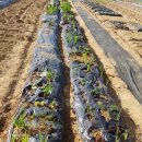 정운농장 이미지