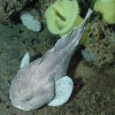 타이타닉호 잠수정 심해 속에 사라지다. 심해 생물은 어떻게 살아남을까? 이미지