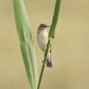 서산의 쇠개개비(Black-browed Reed Warbler) 이미지