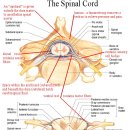 The Sinuvertebral Nerve: A nerve of mystery 이미지