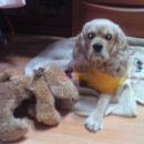 털보신집 이미지