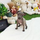 멍멍이샵 네이버블로그