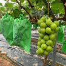 샤인농장 이미지