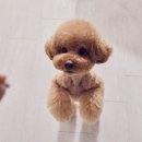 24시 송도힐 동물메디컬센터 이미지