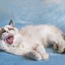 로얄도그 이미지