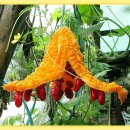 157세 할머니 사진 “빠통 (Patong : bitter gourd:여주)” 입니다“ 이미지