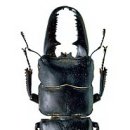 이유당