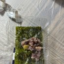 명도리옻닭백숙