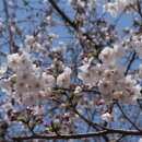 서울아산병원(공영주차장 입구) 이미지