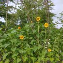 예림이네민박 이미지