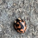 고대1106 이미지