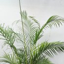 행복나무인테리어 | 카페·사무실 개업화분 – 아레카야자·행복나무 설치 후기분당 정자동 카페와 사무실에 개업화분을...