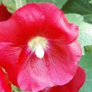 동막농장 이미지