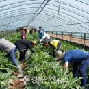 이형성농가 이미지