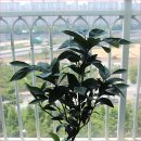 일남농장 이미지