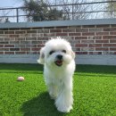 펫츠하우스 이미지