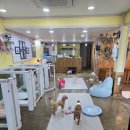 독스호텔리어 이미지