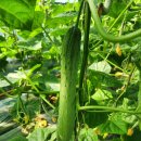 🥒[한씨네농산물님] GAP 천안 아우내 오이 50% 맛보기 당첨자 이미지