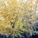 산본중앙공원 이미지