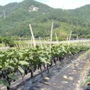 이상열농장 이미지
